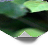 Hummingbird Feeding Nestling Poster (Hoek)