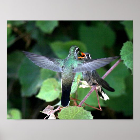 Hummingbird Feeding Nestling Poster (Voorkant)