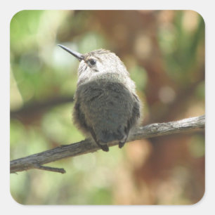 Hummingbird Fledgling Vierkante Sticker