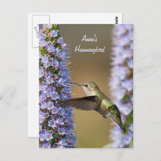Hummingbird Flower Custom Briefkaart (Voorkant / Achterkant)
