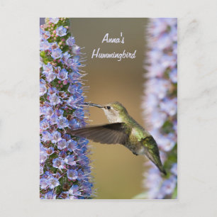 Hummingbird Flower Custom Briefkaart