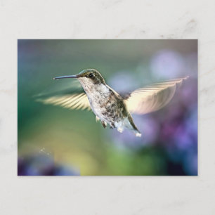 Hummingbird Flying Briefkaart