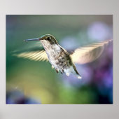 Hummingbird Flying Poster (Voorkant)