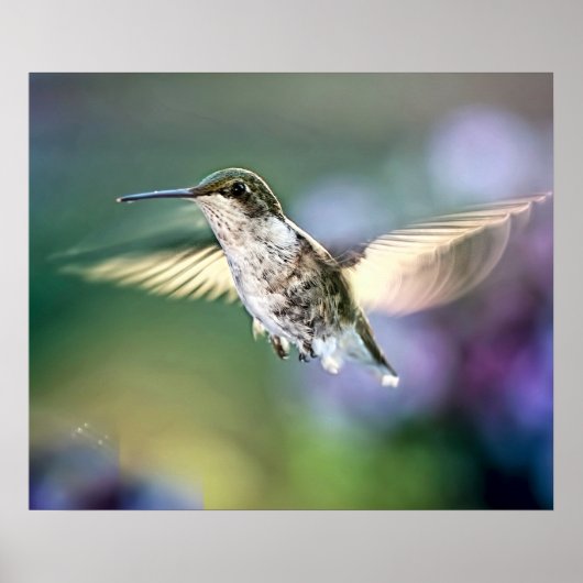 Hummingbird Flying Poster (Voorkant)