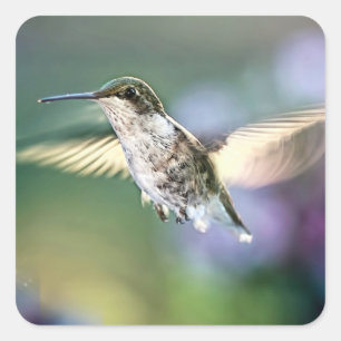 Hummingbird Flying Vierkante Sticker