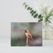 Hummingbird Foto Briefkaart (Staand voorkant)