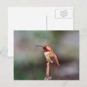 Hummingbird Foto Briefkaart (Voorkant / Achterkant)