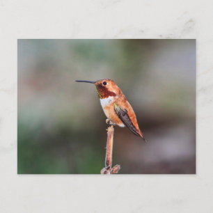 Hummingbird Foto Briefkaart