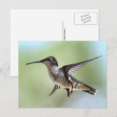 Hummingbird Foto Briefkaart (Voorkant / Achterkant)