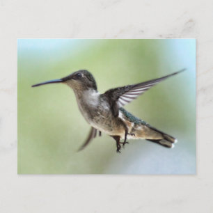 Hummingbird Foto Briefkaart