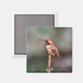 Hummingbird Foto Magneet (Voorkant / Achterkant)