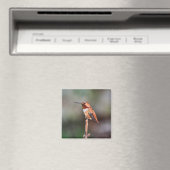 Hummingbird Foto Magneet (Insitu (Vaatwasser))