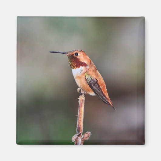 Hummingbird Foto Magneet (Voorkant)