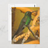 Hummingbird Fotografie Briefkaart (Voorkant / Achterkant)