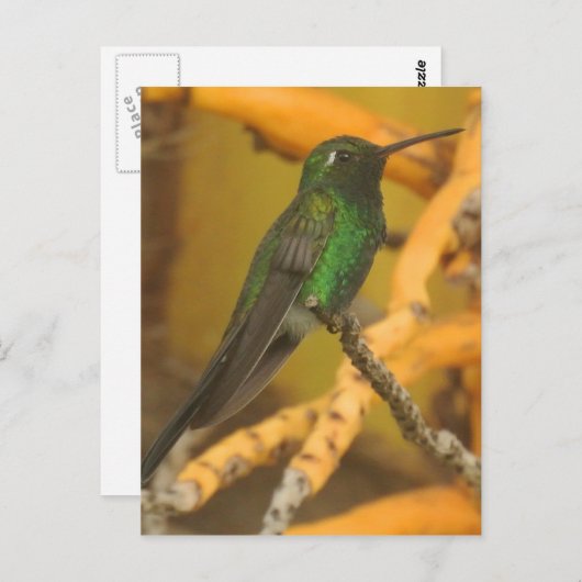 Hummingbird Fotografie Briefkaart (Voorkant / Achterkant)