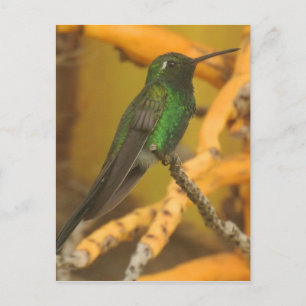Hummingbird Fotografie Briefkaart