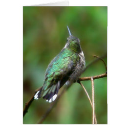 Hummingbird from Summer