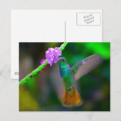 Hummingbird Garden Briefkaart (Voorkant / Achterkant)