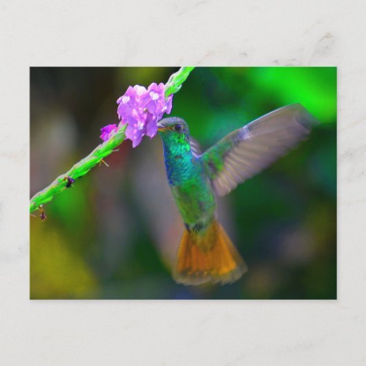 Hummingbird Garden Briefkaart (Voorkant)
