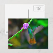Hummingbird Garden Briefkaart (Voorkant / Achterkant)