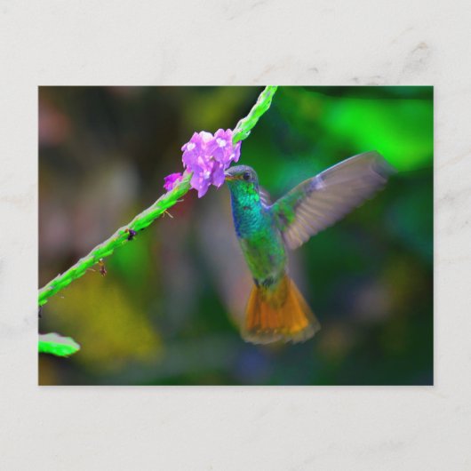 Hummingbird Garden Briefkaart (Voorkant)