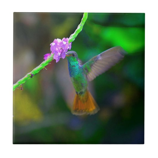 Hummingbird Garden Tegeltje (Voorkant)