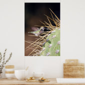 Hummingbird Gathering Nest Materie Poster (Keuken)