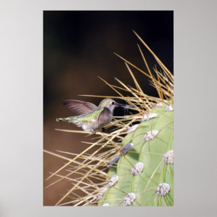 Hummingbird Gathering Nest Materie Poster