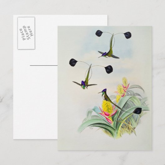 Hummingbird, gegraveerd door Walter en Cohn Briefkaart (Voorkant / Achterkant)