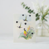 Hummingbird, gegraveerd door Walter en Cohn Briefkaart (Staand voorkant)