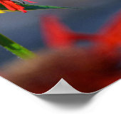 Hummingbird Glory Poster (Hoek)