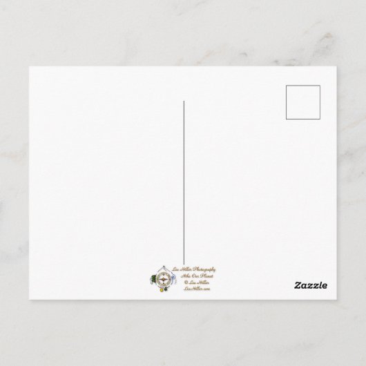 Hummingbird Goldfish Reflection Art Briefkaart (Achterkant)