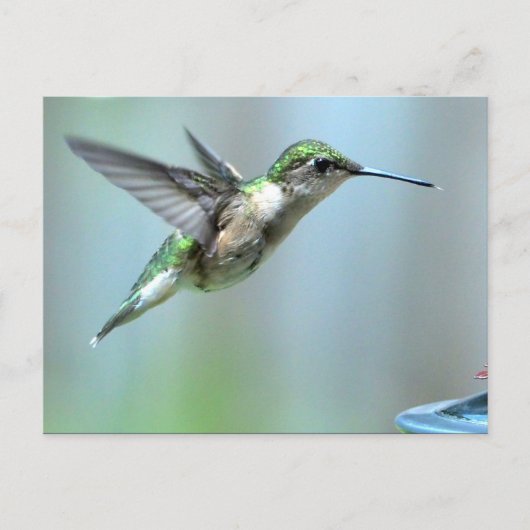 Hummingbird Green Flight Foto Wildlife Briefkaart (Voorkant)