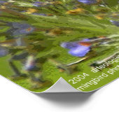 Hummingbird Harmony door Gregory Gallo Poster (Hoek)