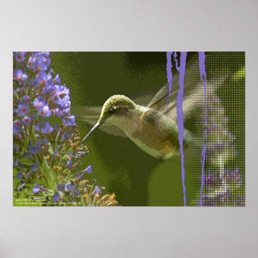 Hummingbird Harmony door Gregory Gallo Poster (Voorkant)