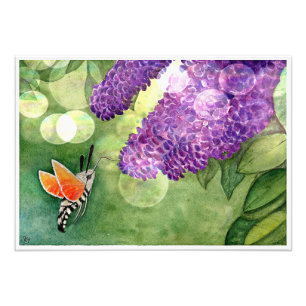 Hummingbird Hawk Moth en Lilacs Foto Afdruk
