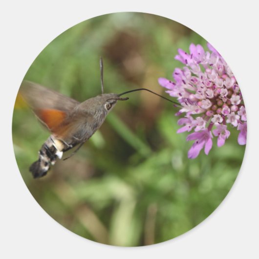 Hummingbird hawk-moth (Macroglossum stellatarum) Ronde Sticker (Voorkant)
