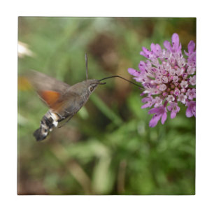 Hummingbird hawk-moth (Macroglossum stellatarum) Tegeltje