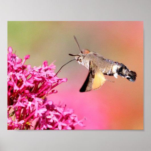 Hummingbird Hawk-moth-vlinder tijdens de vlucht Br Poster (Voorkant)