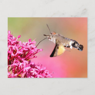 Hummingbird Hawk-moth-vlinder tijdens de vlucht Briefkaart