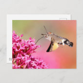Hummingbird Hawk-moth-vlinder tijdens de vlucht Briefkaart (Voorkant / Achterkant)