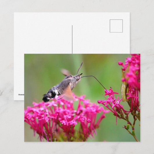 Hummingbird Hawk-moth-vlinder tijdens de vlucht Feestdagenkaart (Voorkant / Achterkant)