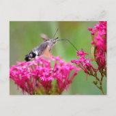 Hummingbird Hawk-moth-vlinder tijdens de vlucht Feestdagenkaart (Voorkant)