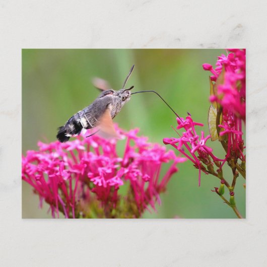 Hummingbird Hawk-moth-vlinder tijdens de vlucht Feestdagenkaart (Voorkant)