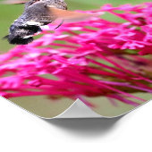 Hummingbird Hawk-moth-vlinder tijdens de vlucht Poster (Hoek)