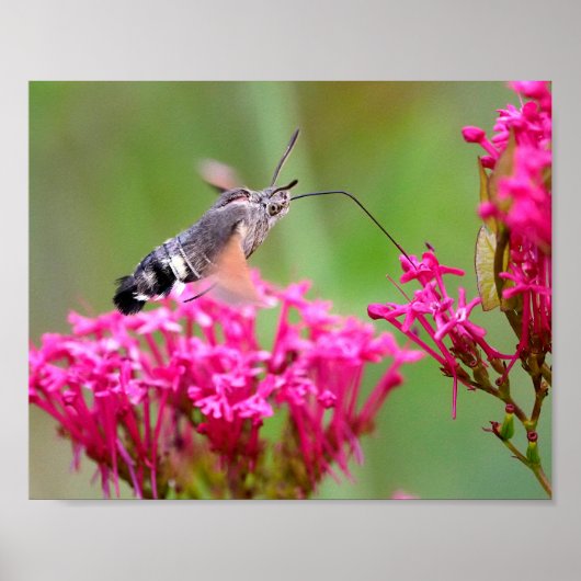 Hummingbird Hawk-moth-vlinder tijdens de vlucht Poster (Voorkant)