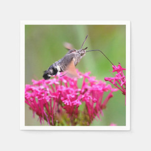 Hummingbird Hawk-moth-vlinder tijdens de vlucht Servet