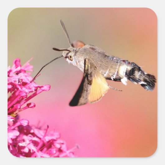 Hummingbird Hawk-moth-vlinder tijdens de vlucht Vierkante Sticker (Voorkant)