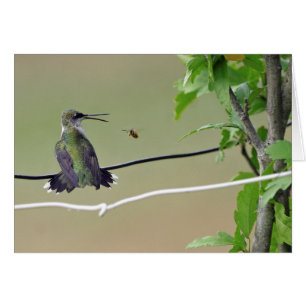 Hummingbird & Honey Bee