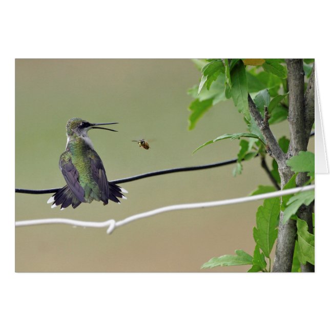 Hummingbird & Honey Bee (Voorkant Horizontaal)